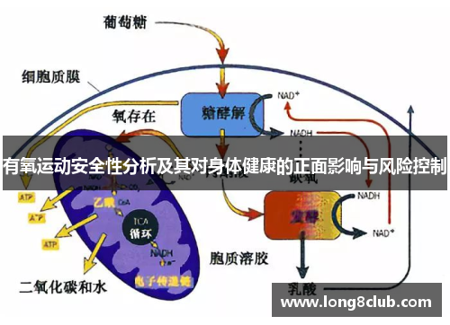 有氧运动安全性分析及其对身体健康的正面影响与风险控制